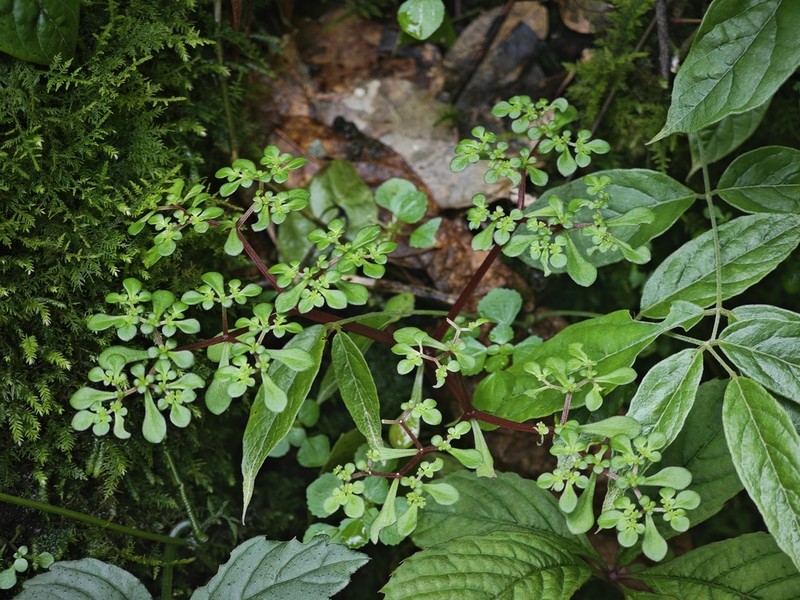 Sedum xunvense photo 3