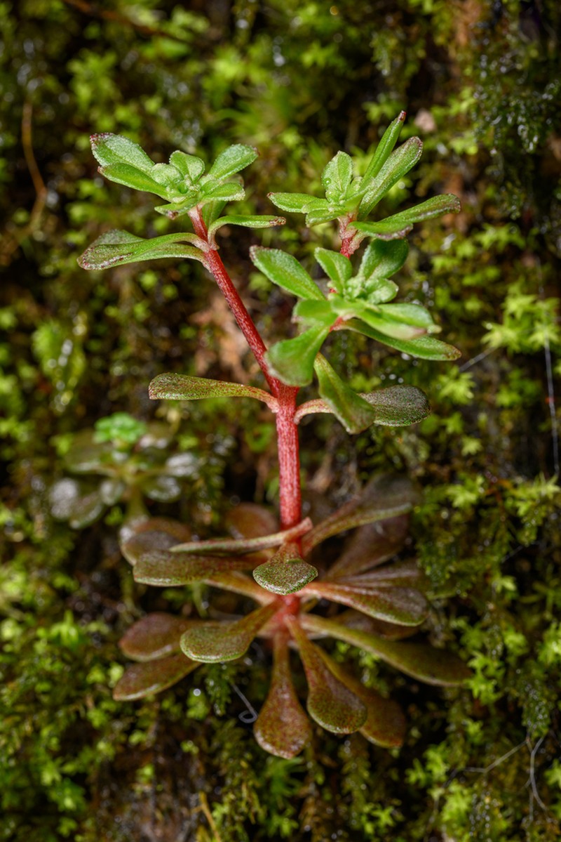 Sedum xunvense photo 4