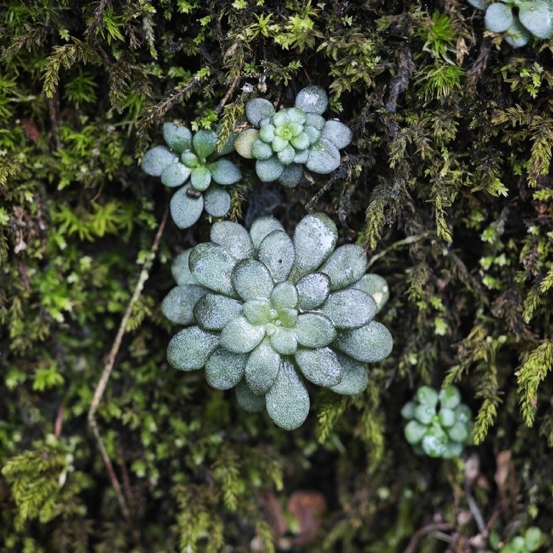 Sedum xunvense photo 5