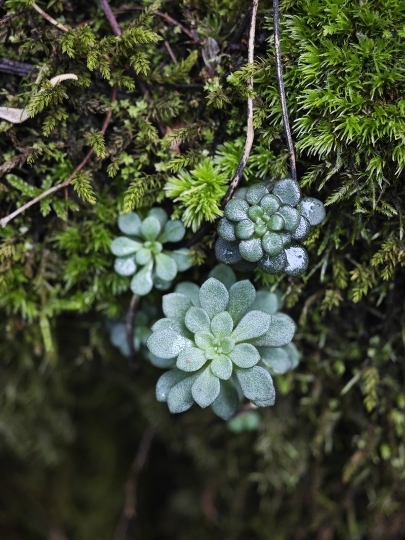 Sedum xunvense photo 6