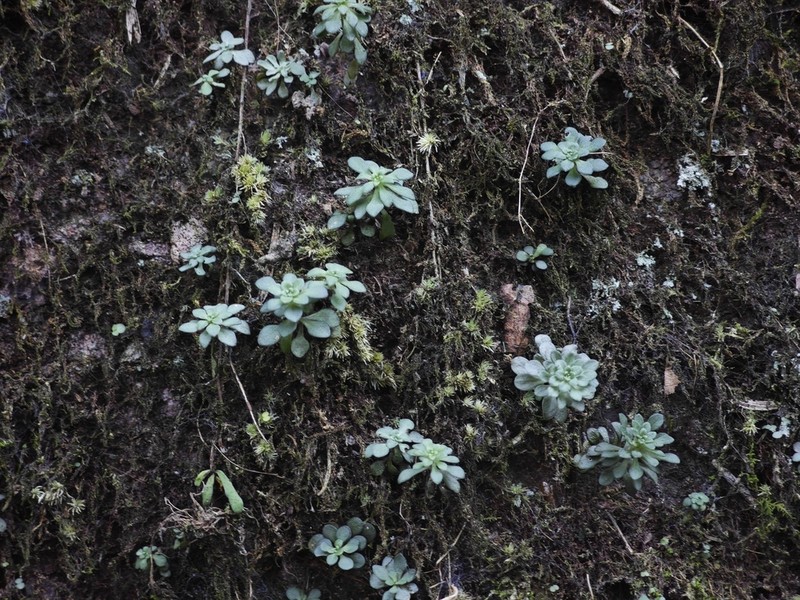 Sedum xunvense photo 8