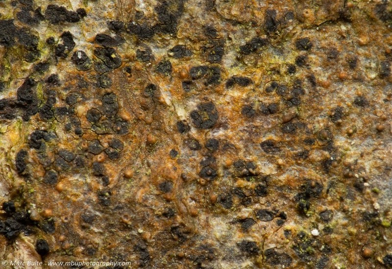 Segestria leptalea