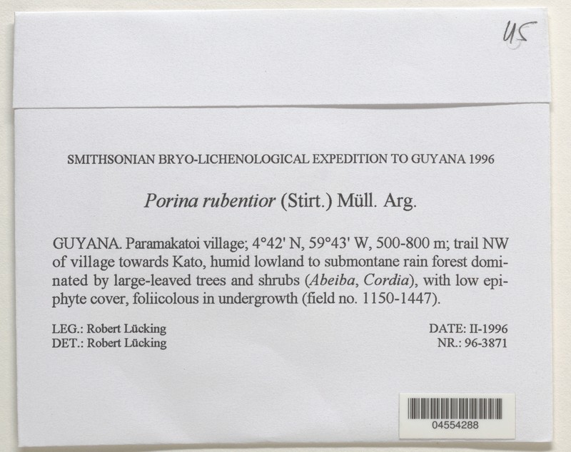 Segestria rubentior photo 3