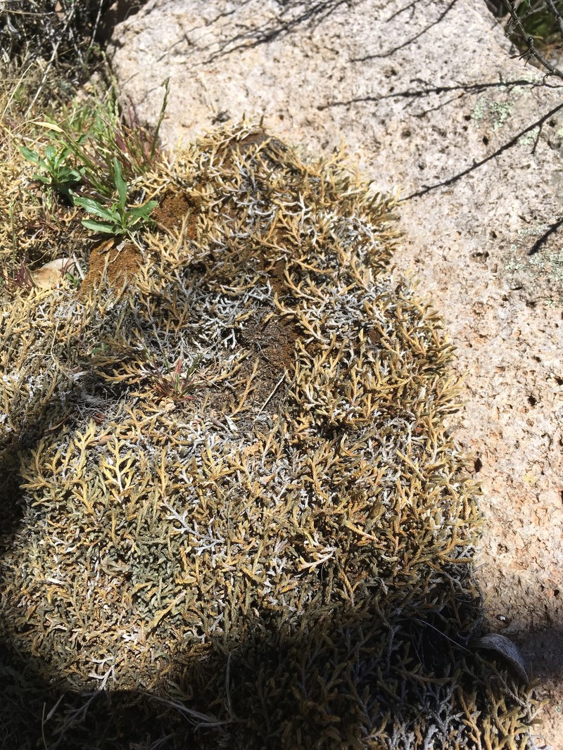 Selaginella neomeicana photo 3