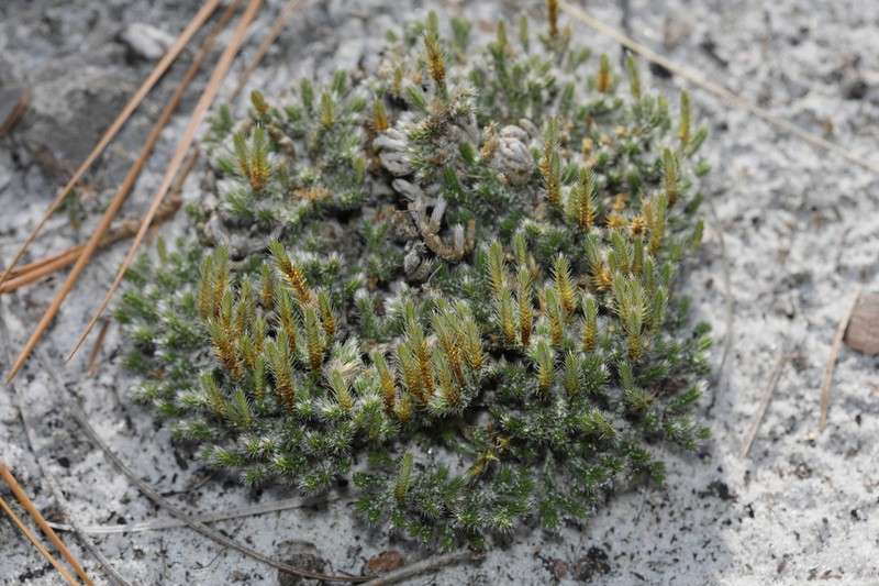 Spiny Spikemoss