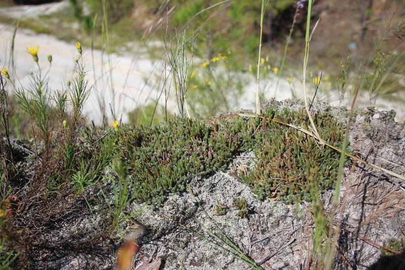 Spiny Spikemoss photo 2