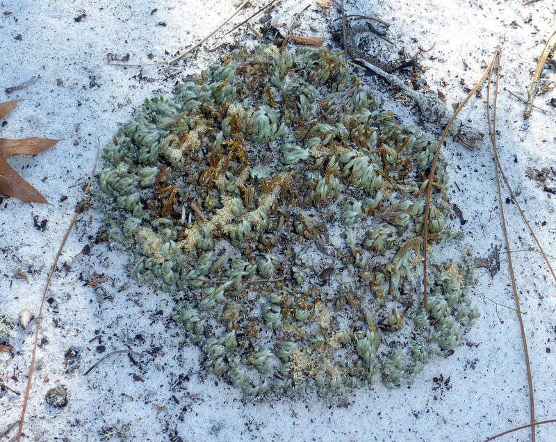 Spiny Spikemoss photo 3