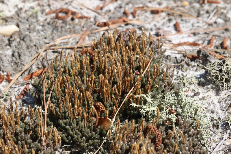 Spiny Spikemoss photo 4