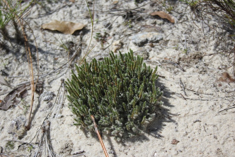 Spiny Spikemoss photo 6