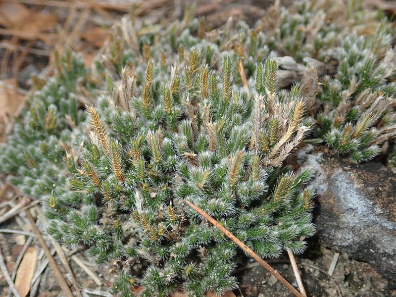 Spiny Spikemoss photo 7