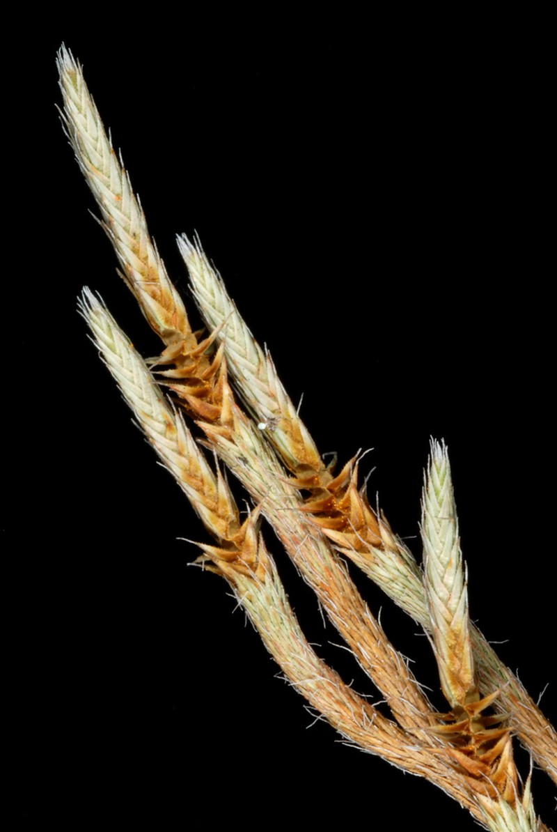 Spiny Spikemoss photo 8