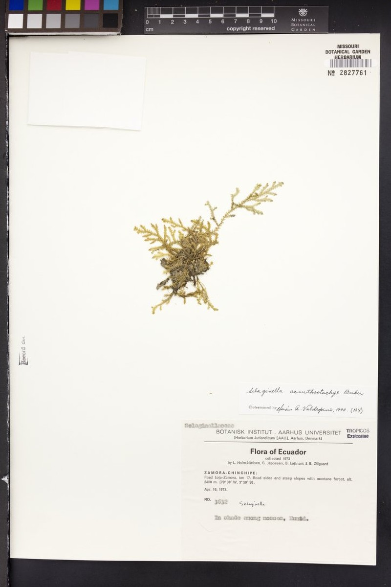 Selaginella acanthostachys