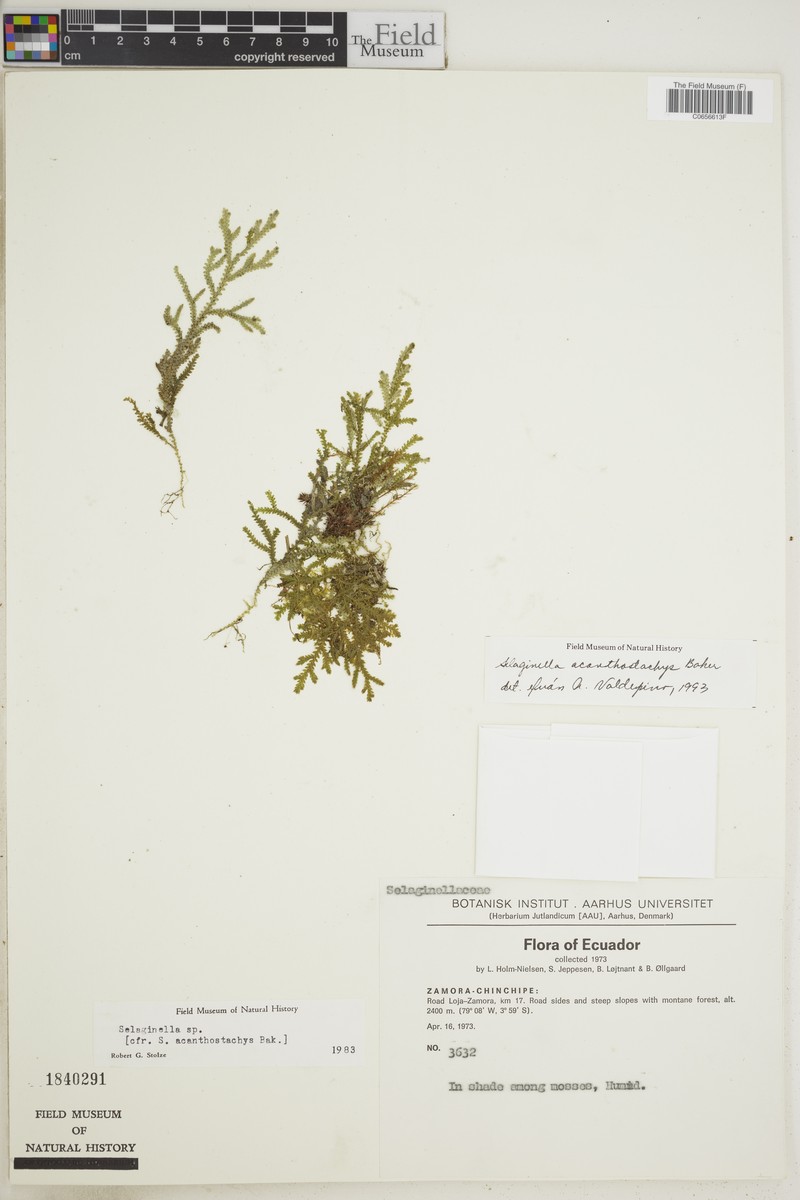 Selaginella acanthostachys photo 2