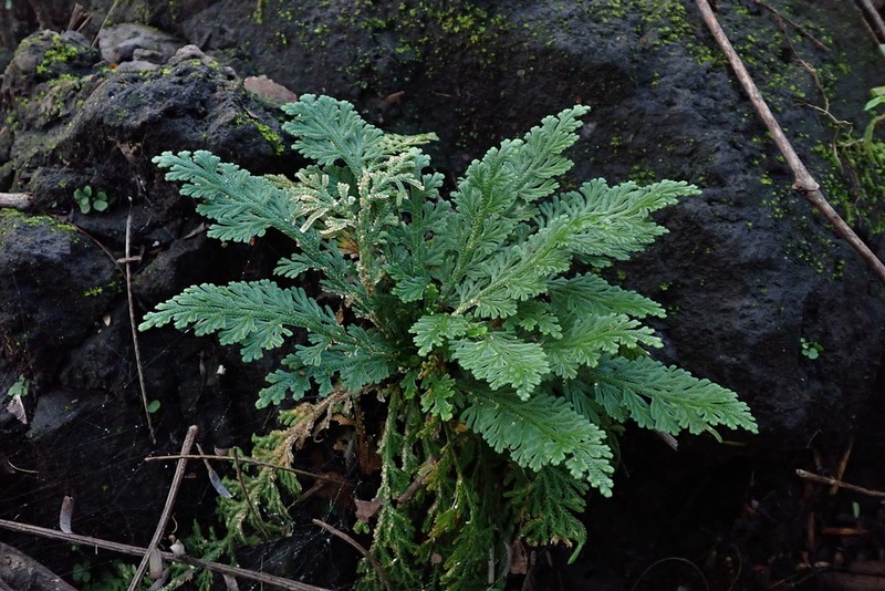 Selaginella acutifolia