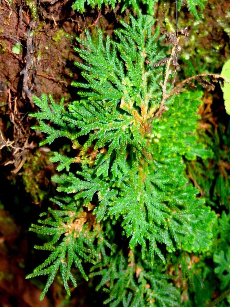 Selaginella acutifolia photo 2