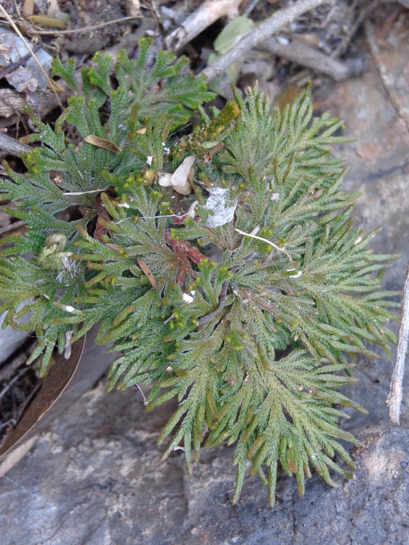 Selaginella acutifolia photo 4