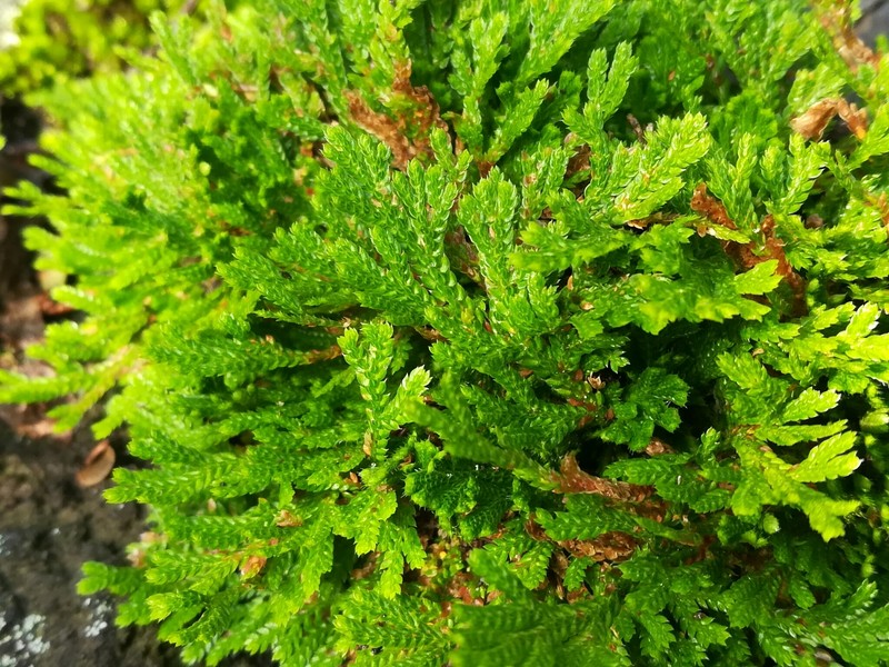 Selaginella acutifolia photo 5