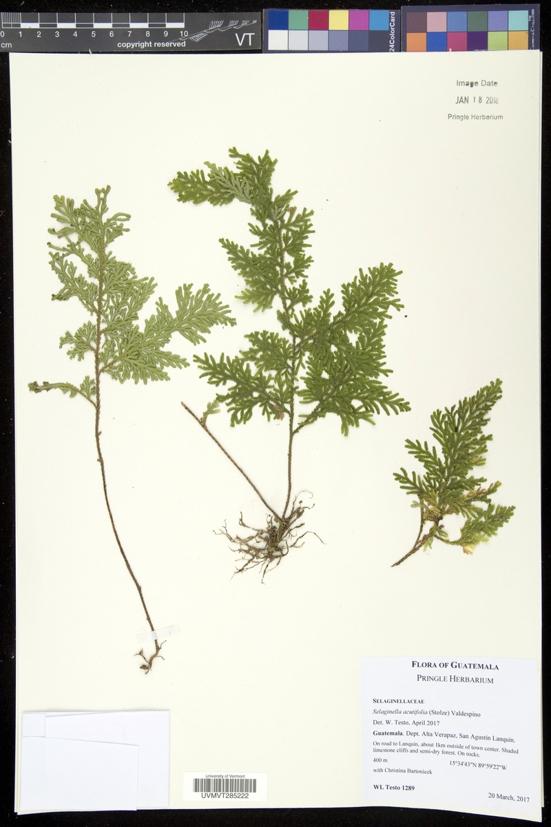 Selaginella acutifolia photo 6