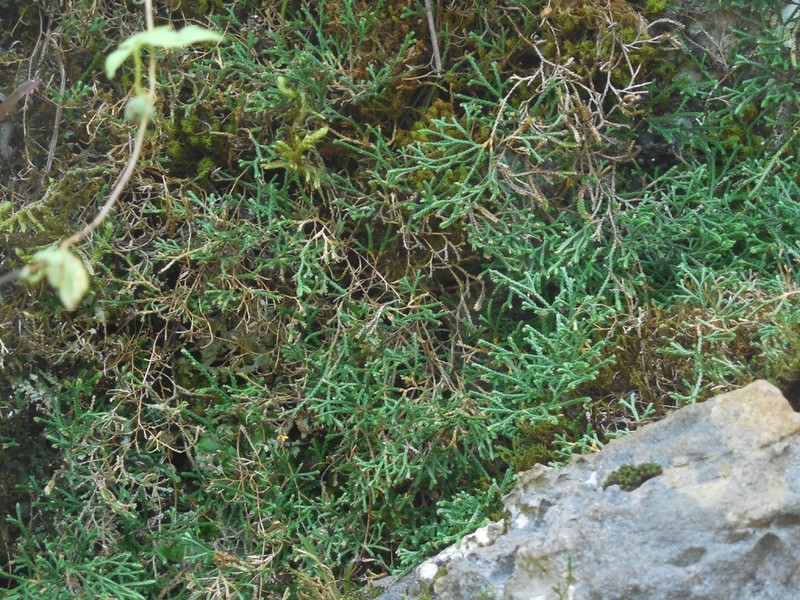 Selaginella adunca