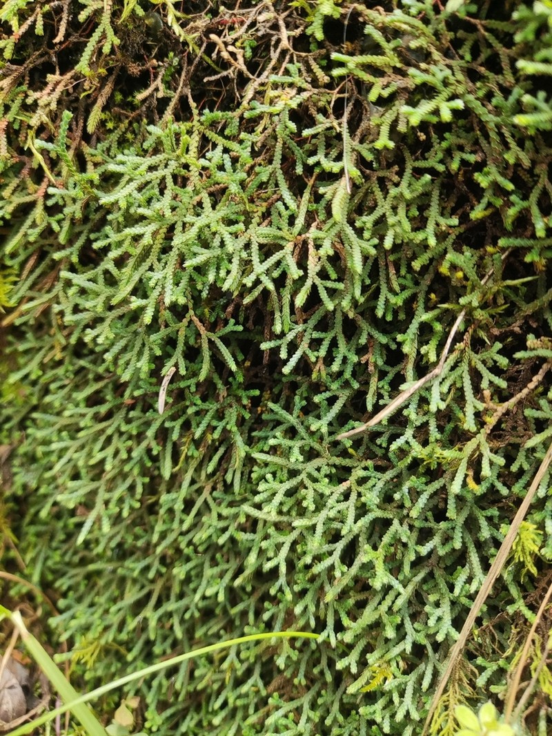 Selaginella adunca photo 2