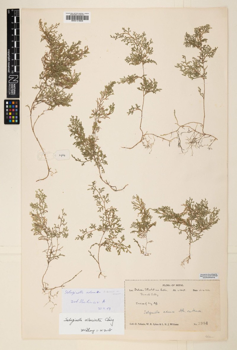 Selaginella adunca photo 3
