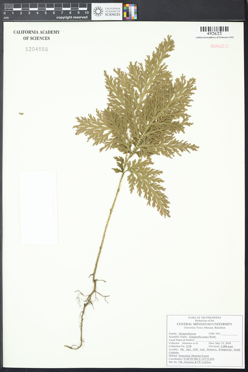 Selaginella aenea