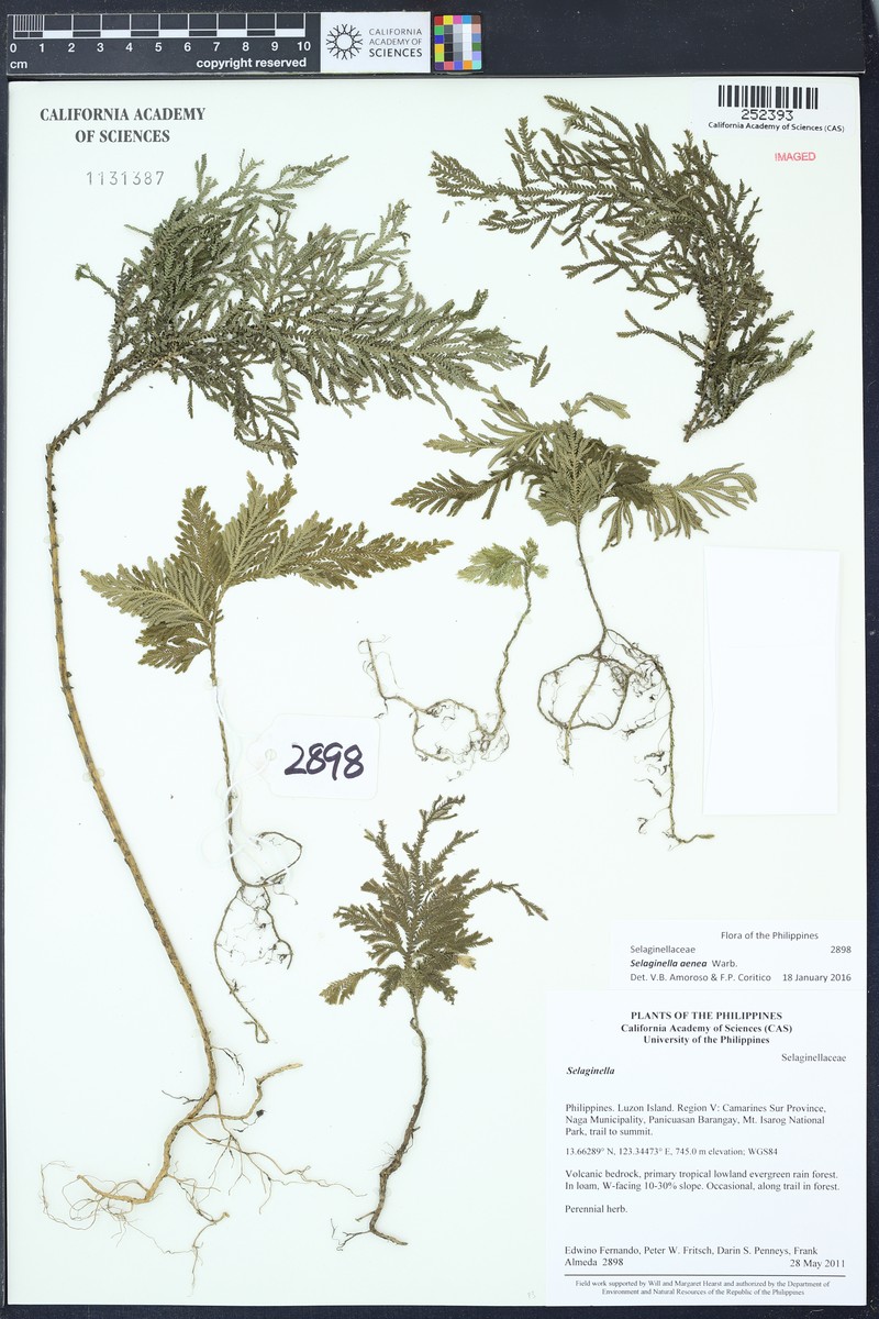 Selaginella aenea photo 2