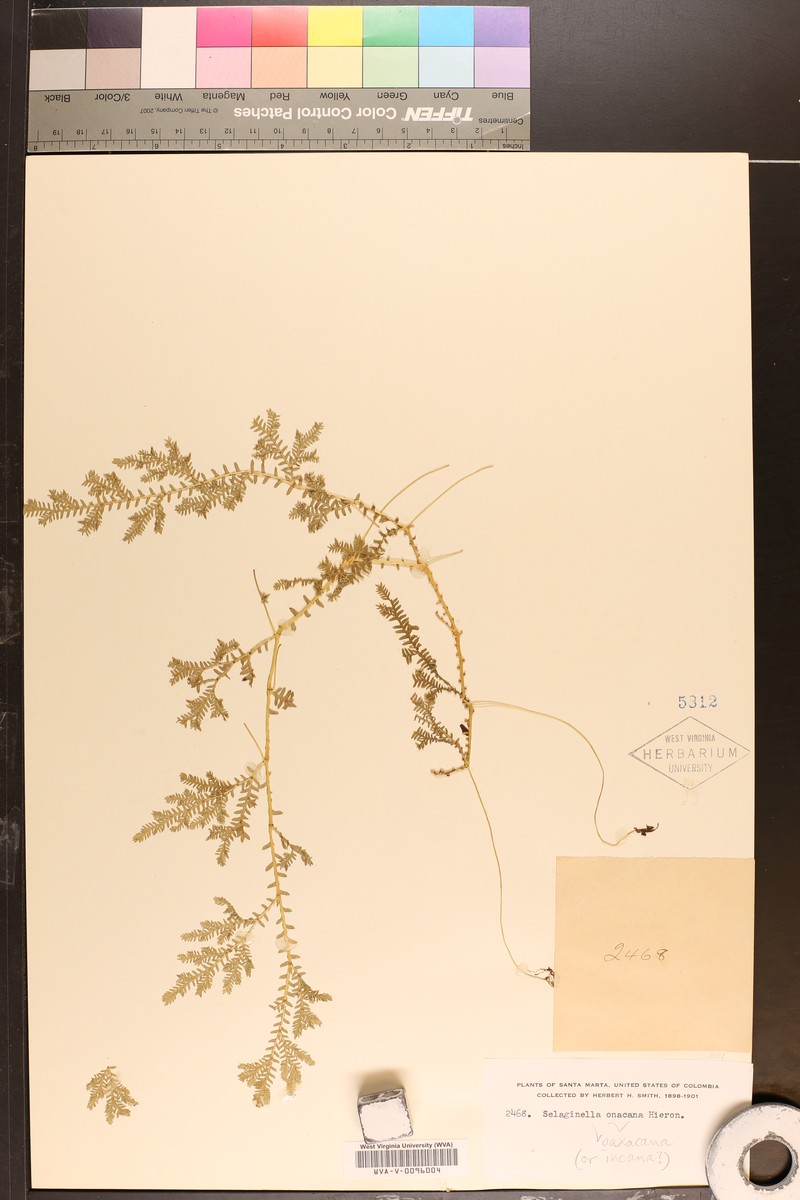 Selaginella aenea photo 3