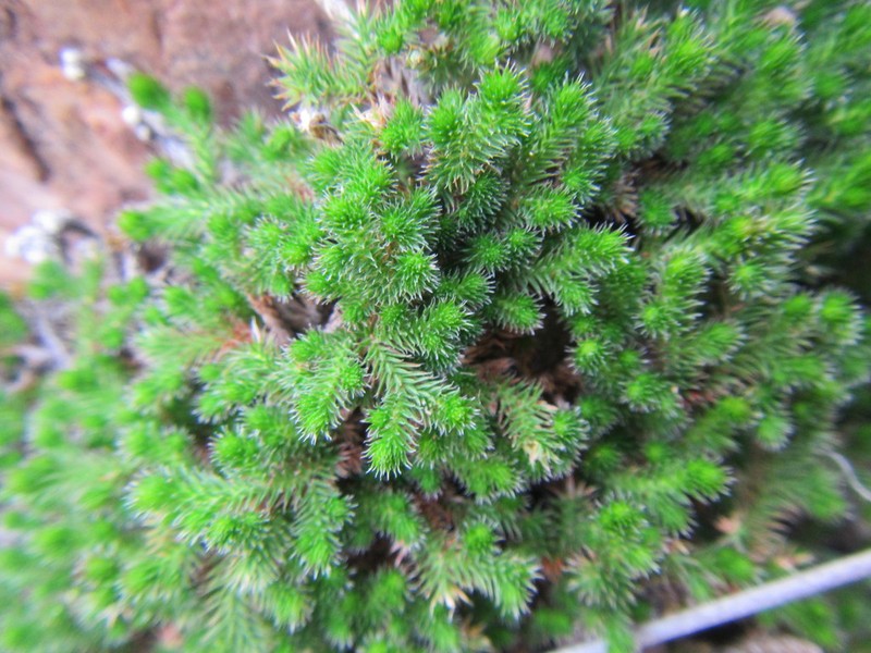 Selaginella afrorum