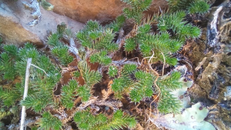 Selaginella afrorum photo 2
