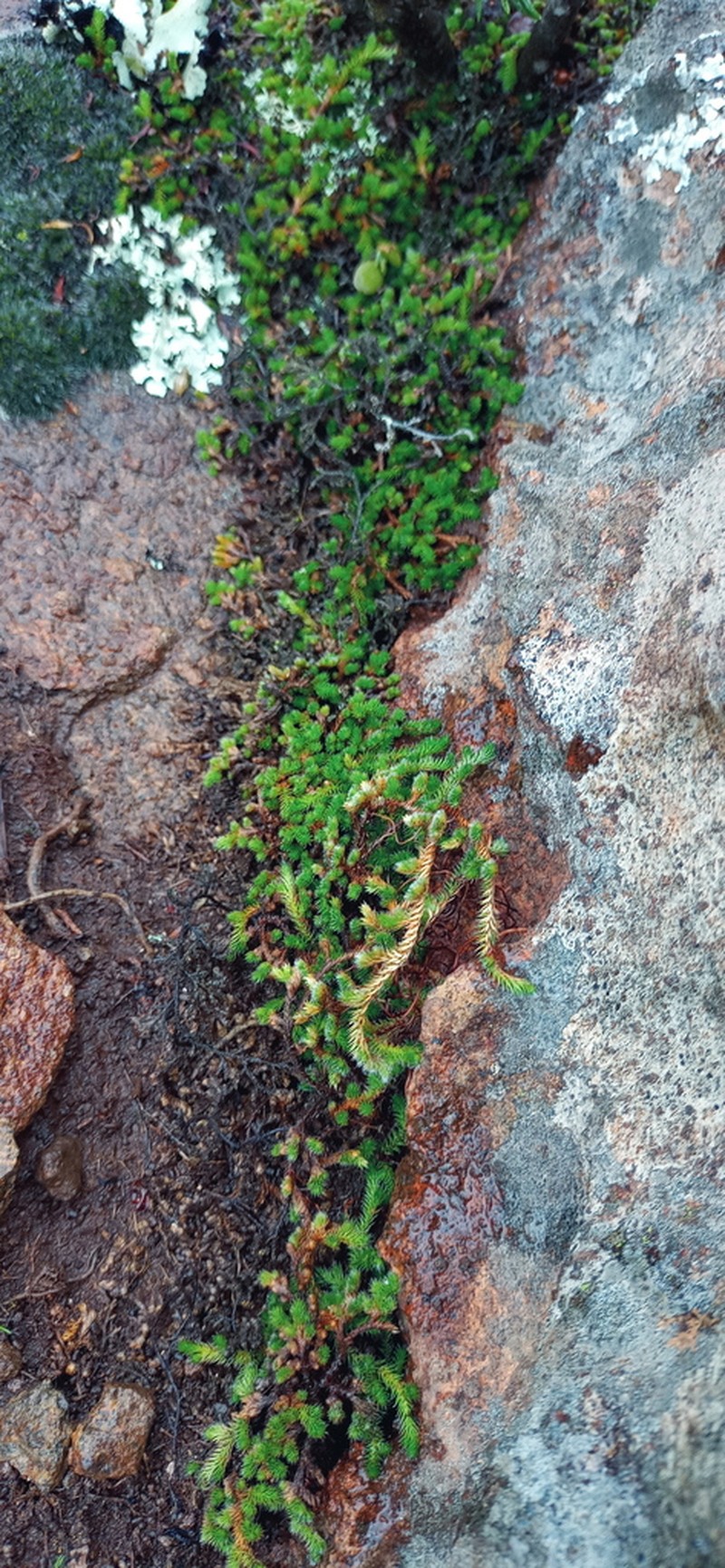 Selaginella afrorum photo 3
