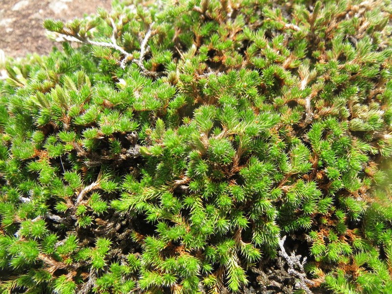 Selaginella afrorum photo 4