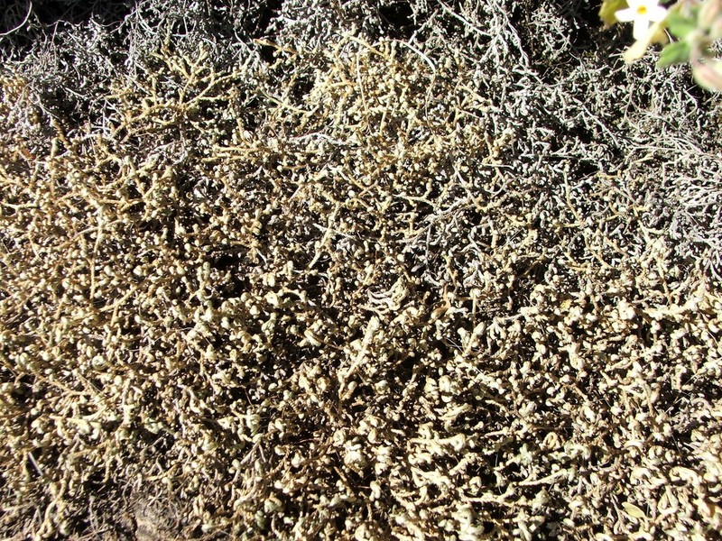Selaginella afrorum photo 5