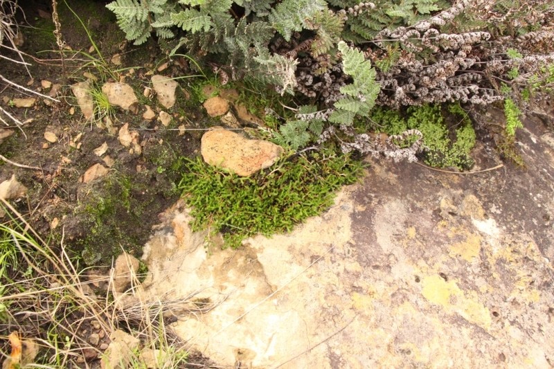 Selaginella afrorum photo 6