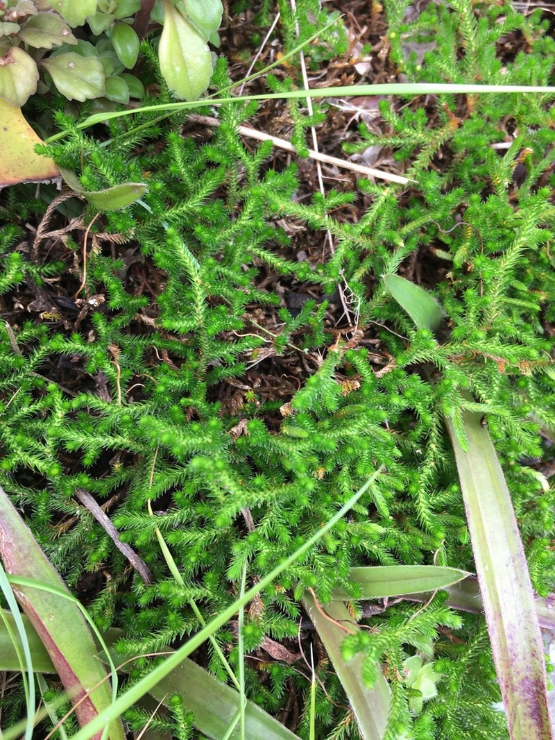 Selaginella afrorum photo 7