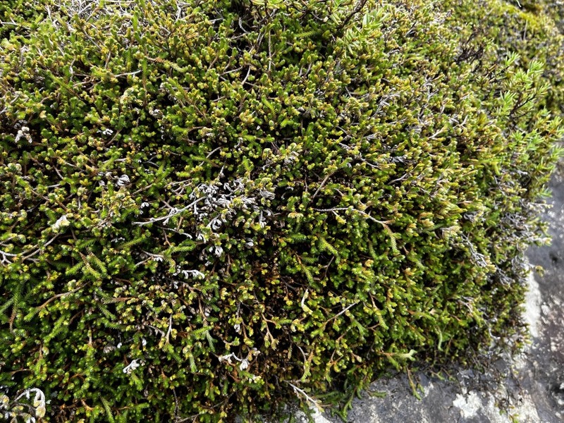 Selaginella afrorum photo 8