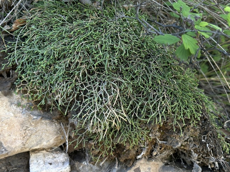 Selaginella aitchisonii