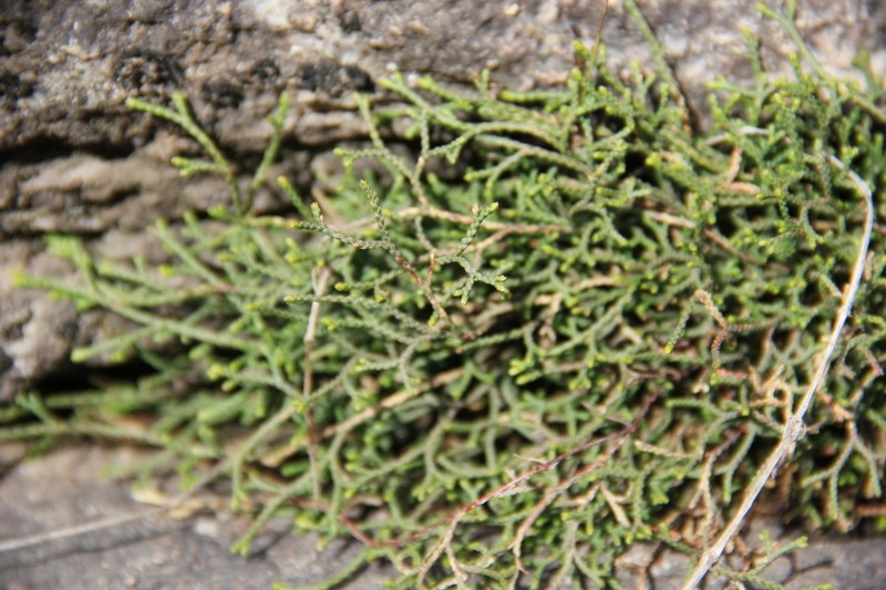 Selaginella aitchisonii photo 2