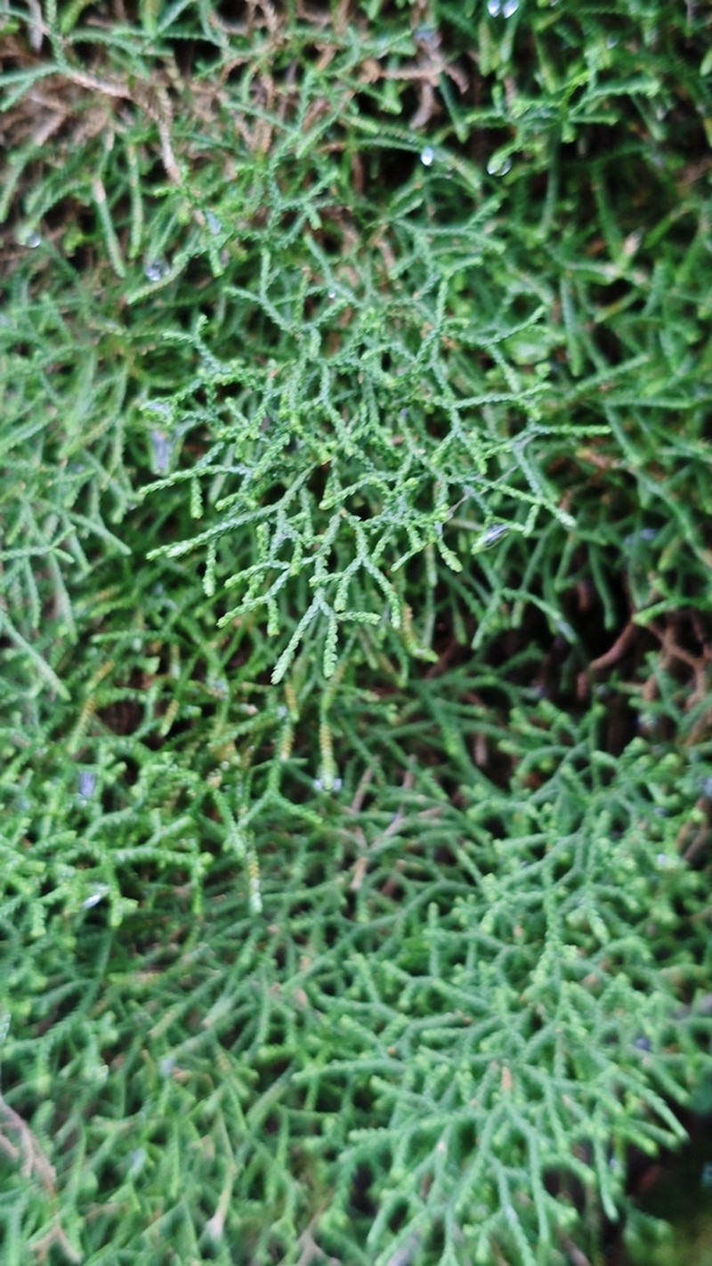 Selaginella aitchisonii photo 3