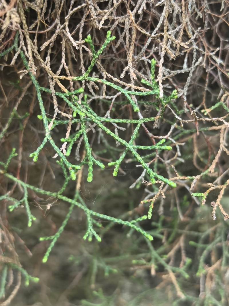 Selaginella aitchisonii photo 5