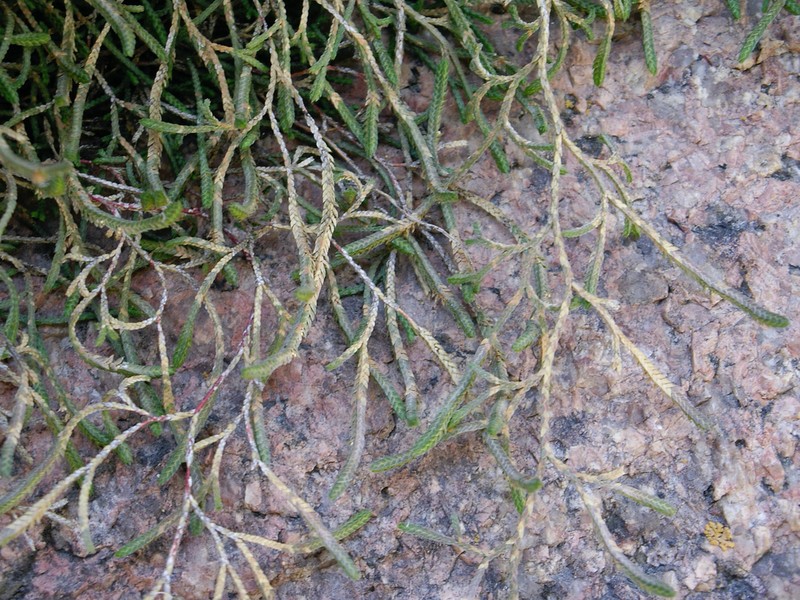 Selaginella aitchisonii photo 7