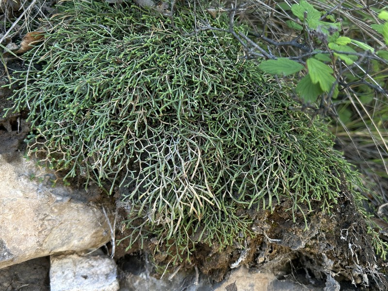 Selaginella aitchisonii photo 8