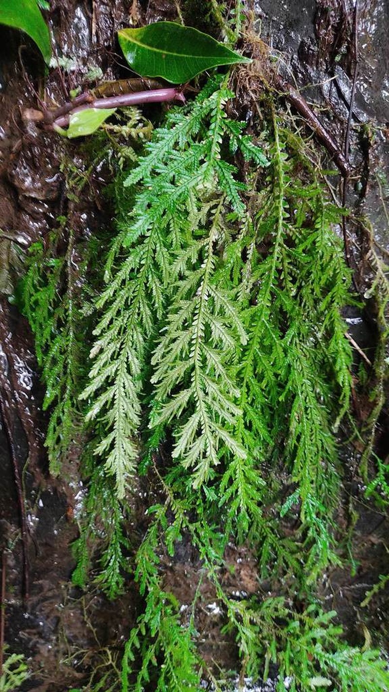 Selaginella alampeta