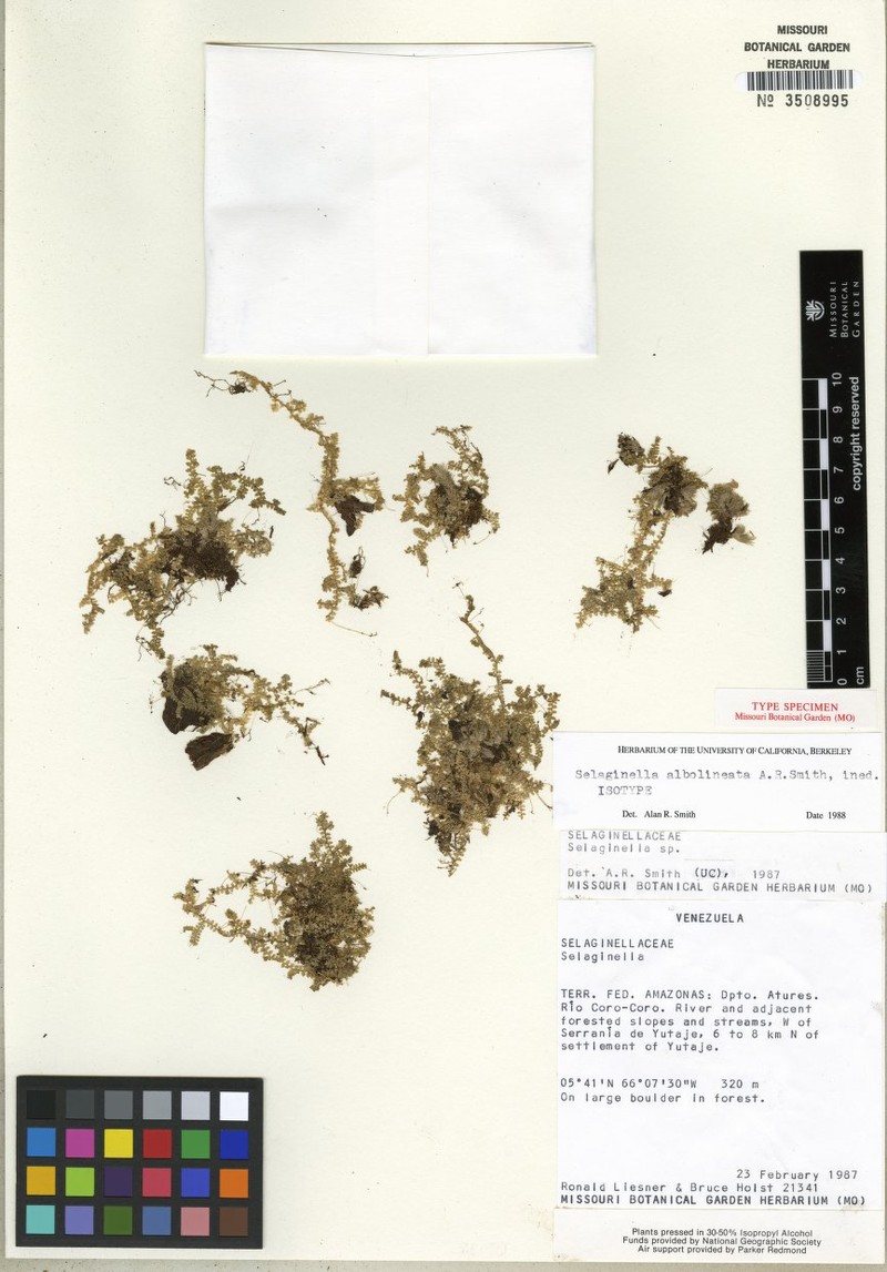 Selaginella albolineata