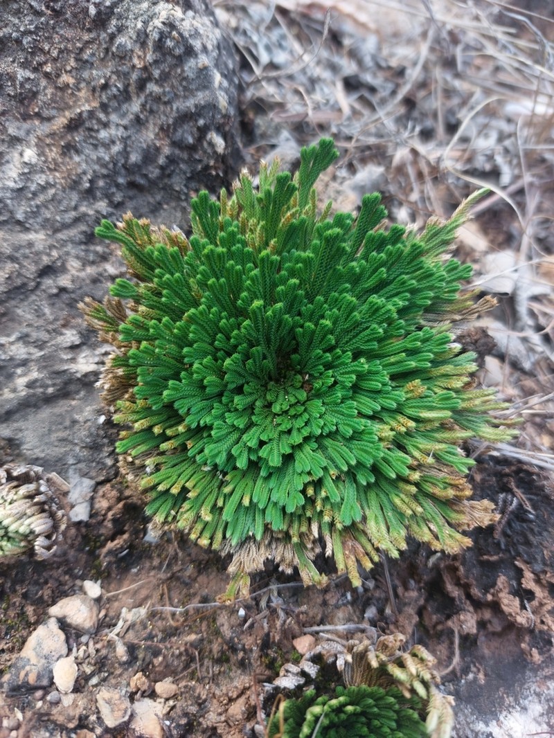 Selaginella algida