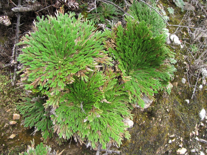 Selaginella algida photo 2