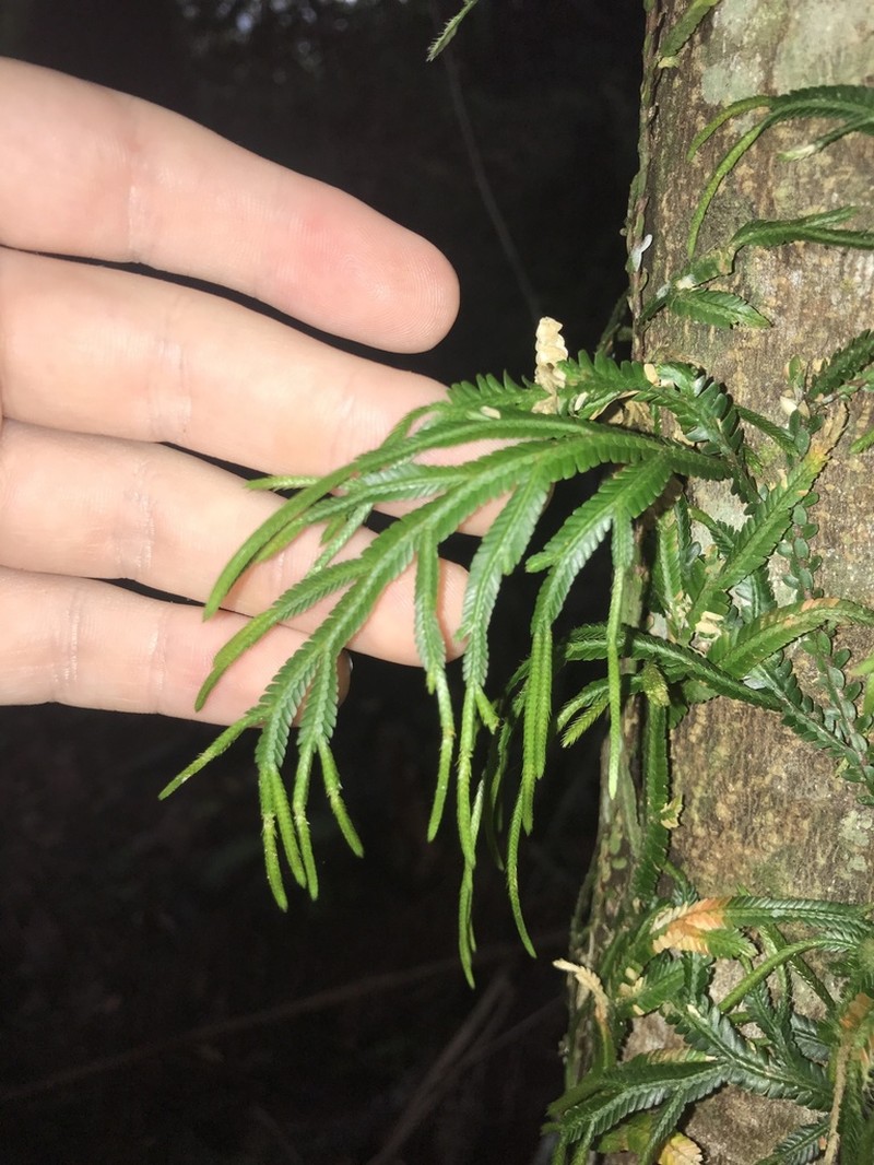 Selaginella alligans photo 2