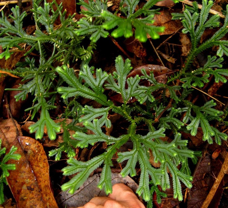Selaginella alligans photo 3