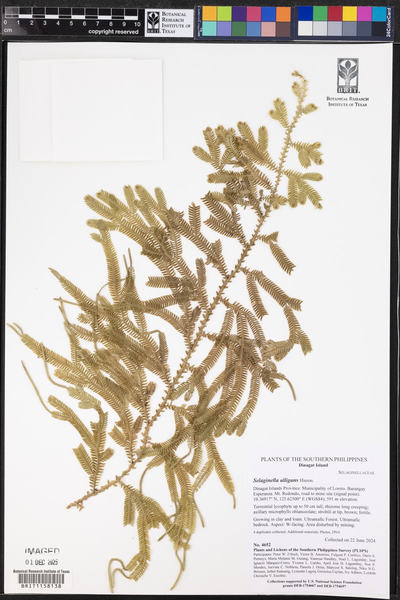 Selaginella alligans photo 4