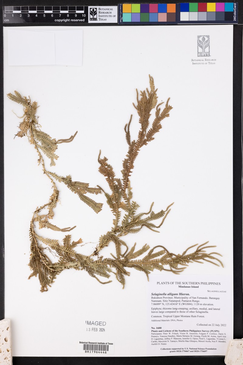 Selaginella alligans photo 5